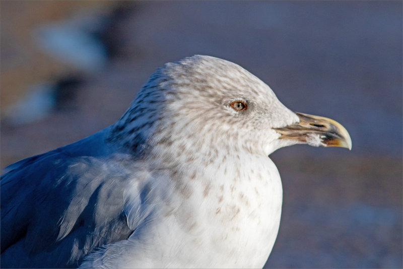 Aiguillon pointe St-Clément 071021 ym 29 oiseau goeland GP