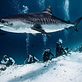 Fuvamulah - Tiger Sharks and more