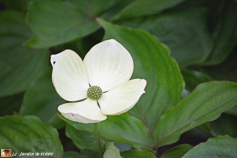 Cornus-kousa-Venus-2