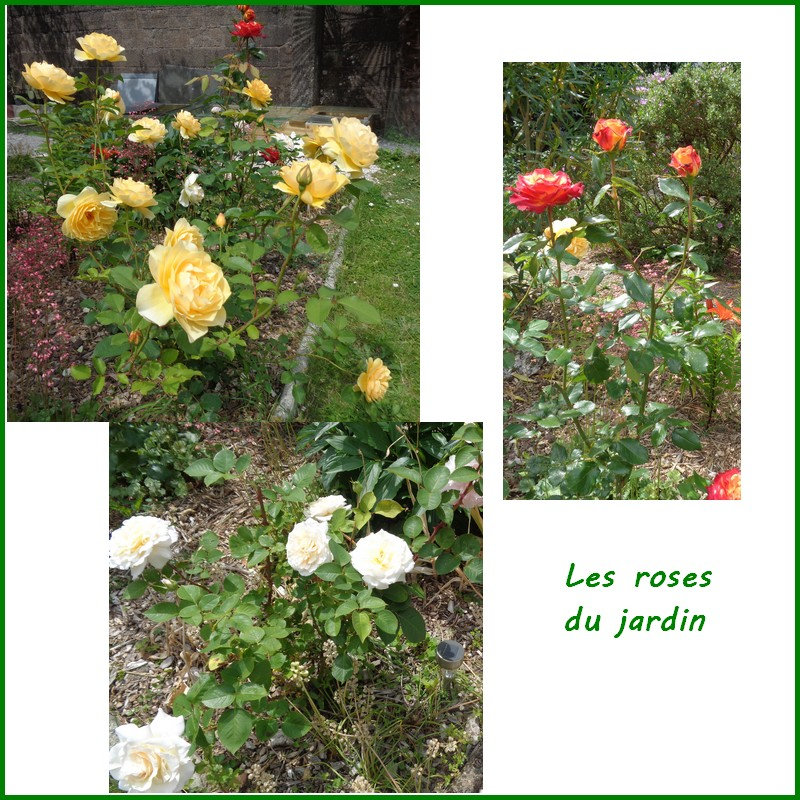 les rose du jardin