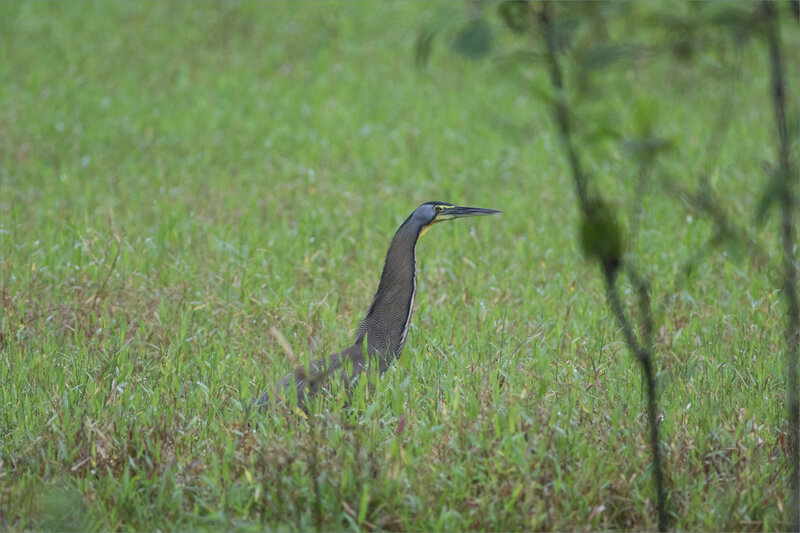 J6 Tenorio 061219 rando ym 16 oiseau indet