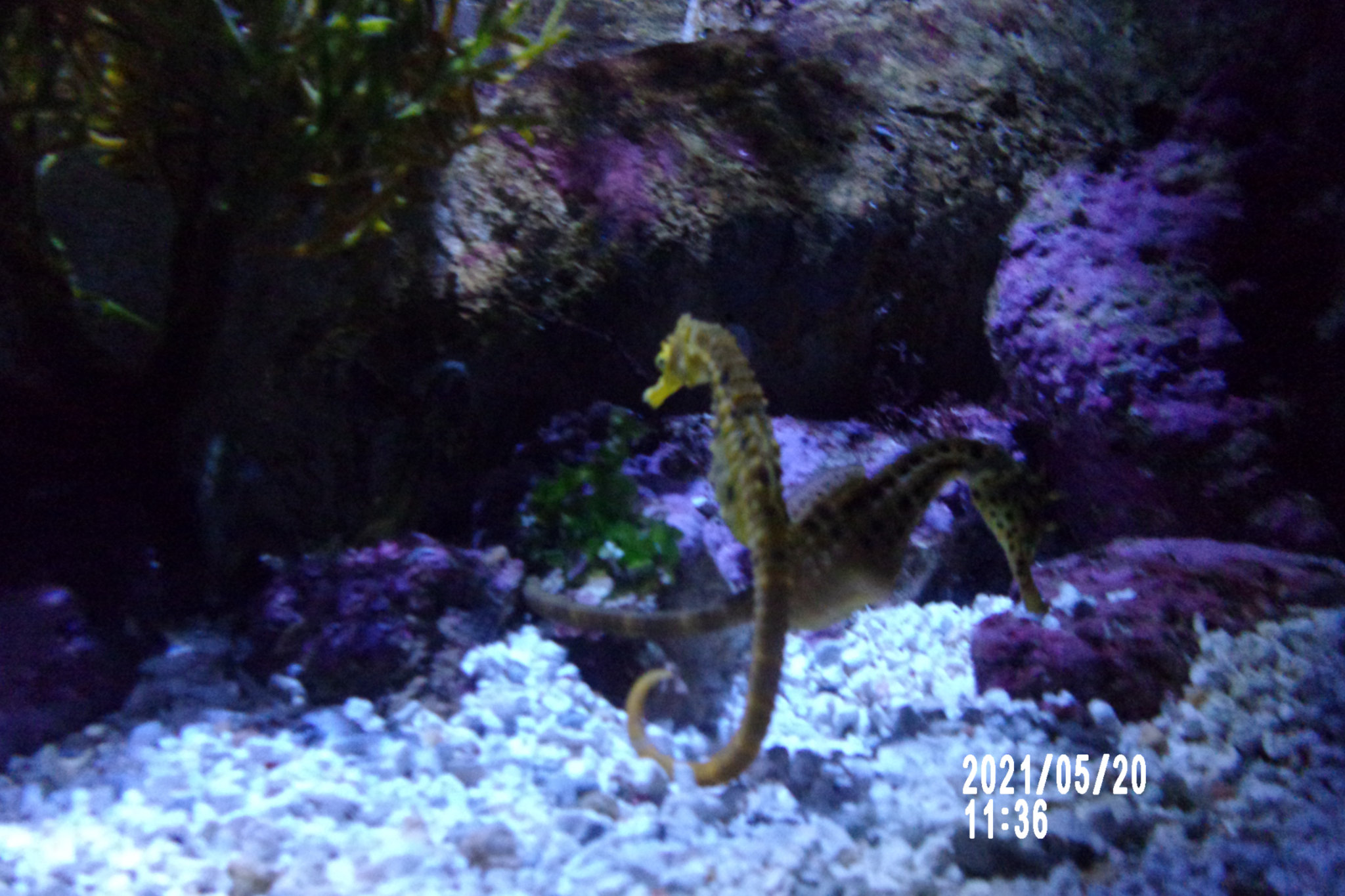 2021-05-20 11-36-02 - 104_1875