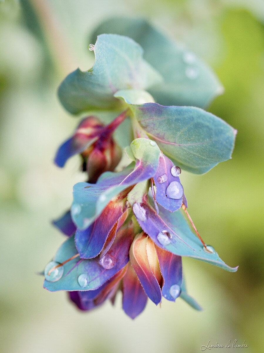 wb_Cerinthe pluie_20200503_1727