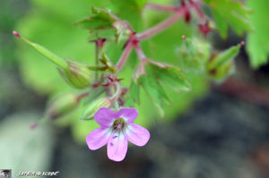 Geranium_sauvage