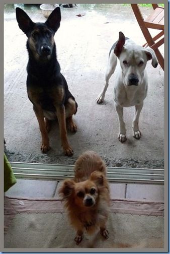 MES CHIENS