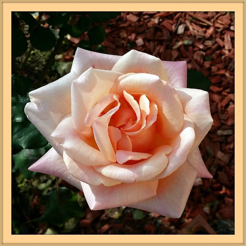 15 10 31 13h27 Rose du jardin