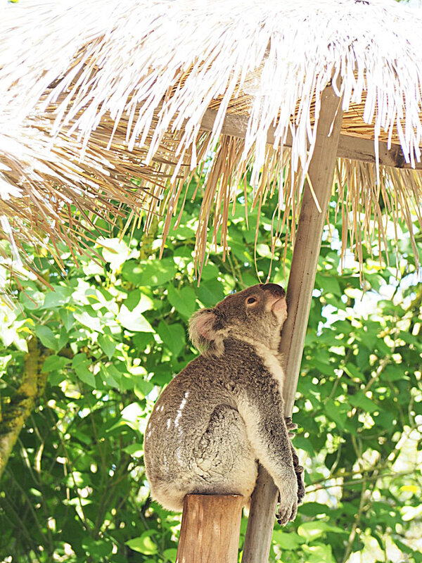 zoo-beauval-animaux-koala-36