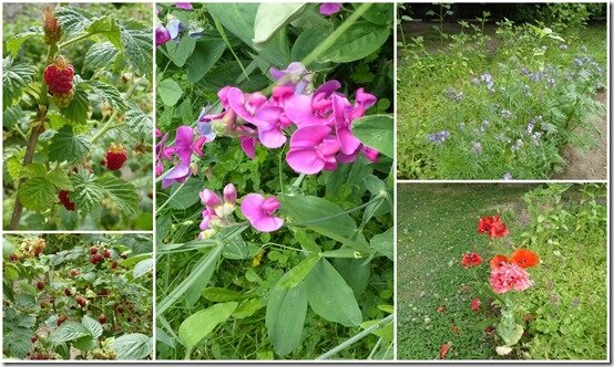 jardin 20 juin 20201