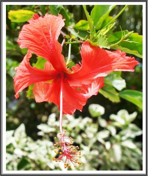 RODRIGUES JARDIN SENS FLEURS ROUGES