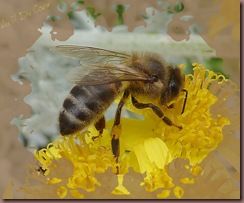 abeille sur cinéraire