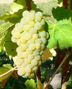 Viognier-Wine-Grapes-2