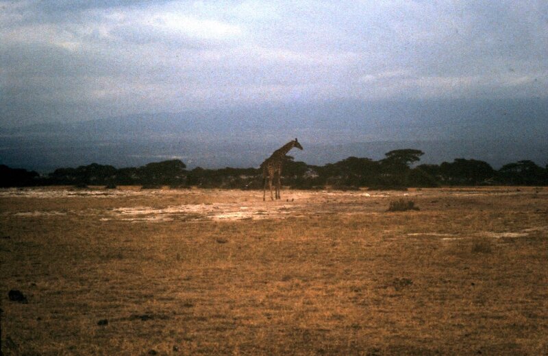 amboseli girafe aa