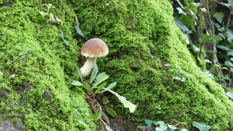 Champignon tronc mousse 2 130224