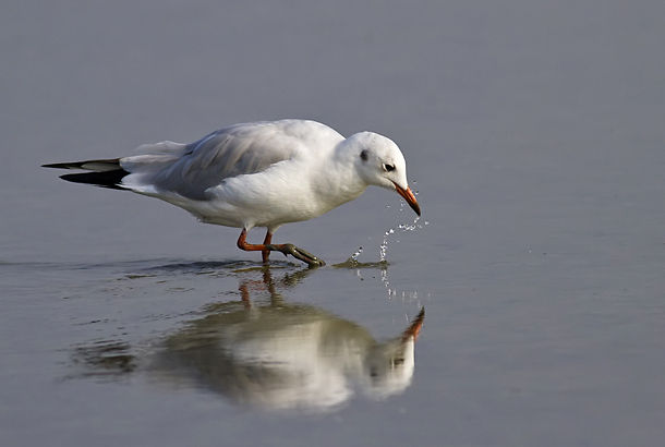 mouette2