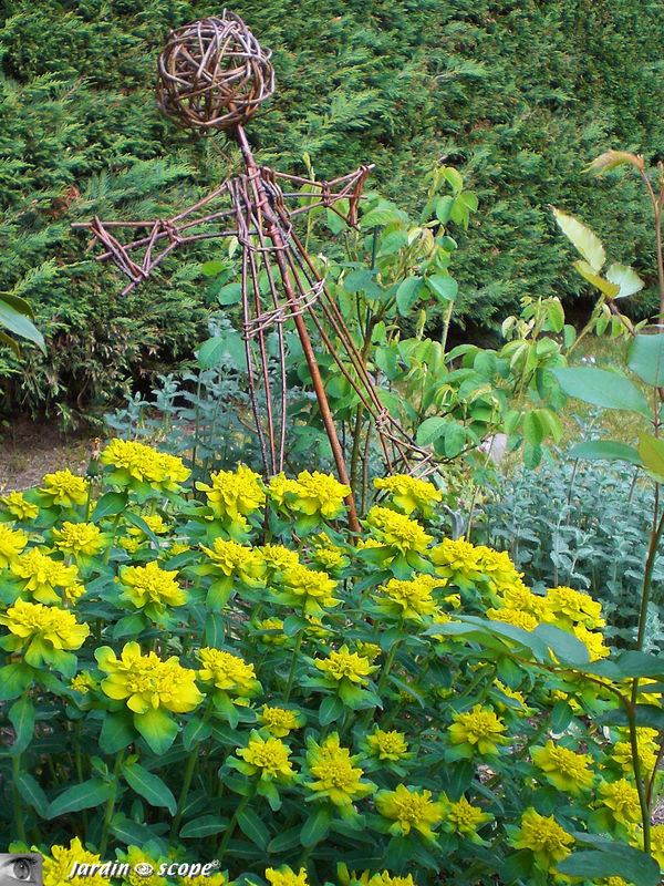Euphorbe polychrome  •  Euphorbia polychroma
