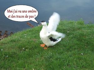Moi j'ai vu