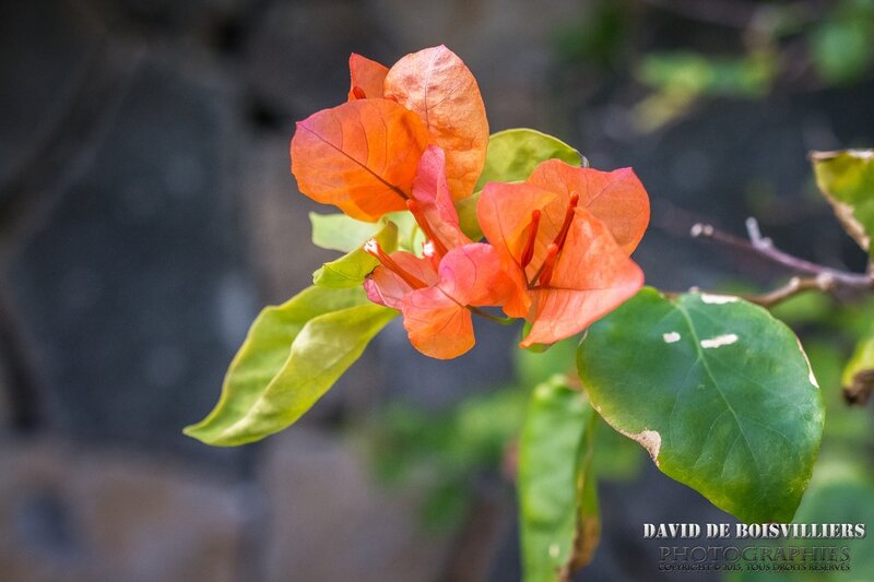 Bougainvillier - Île Maurice