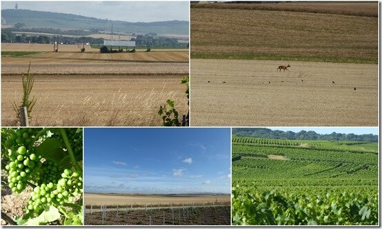 vignes et bois 3 juillet 20201