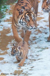 BIOPARC TIGRESSE