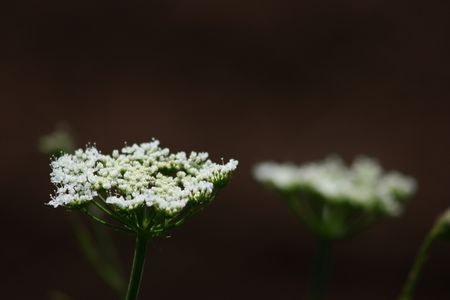 IMG_3676_800