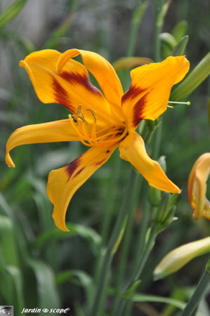 Hemerocallis_Topaze