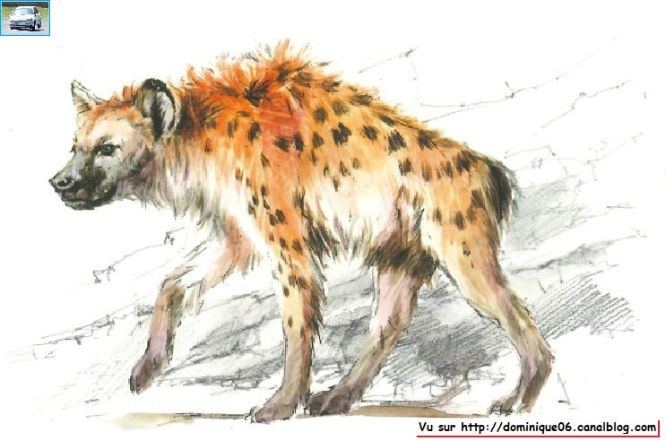 hyene des cavernes2