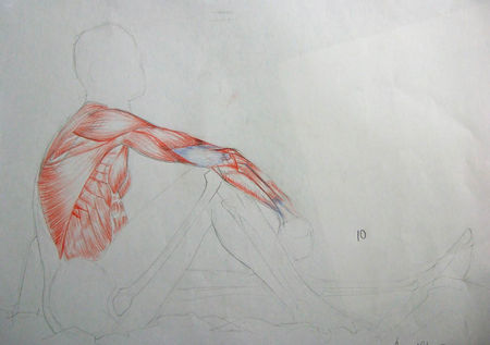 anatomie1