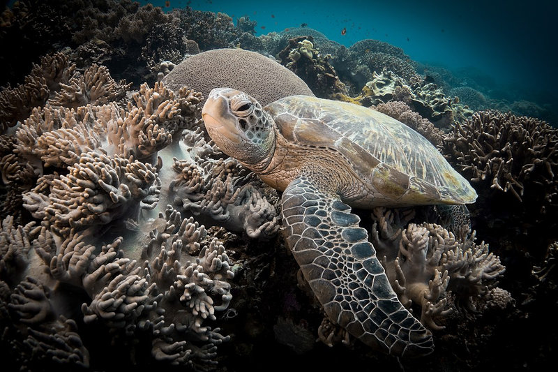 Sea_Turtle_in_Apo_Island