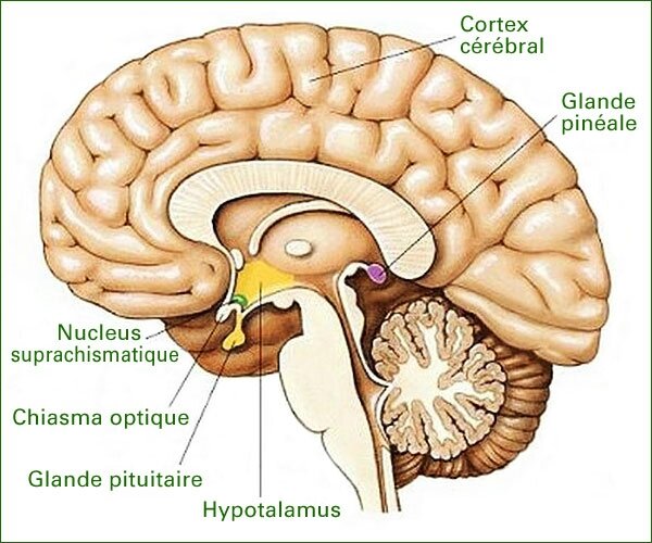 SP201_cerveau