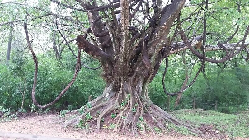 arbre 1