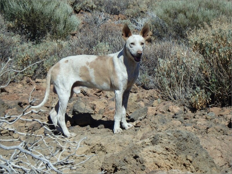 Teide chien 4