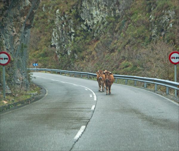 Asturies GA 250113 60 vaches route
