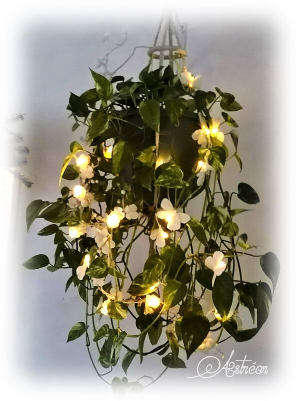 A plante verte lumineuse