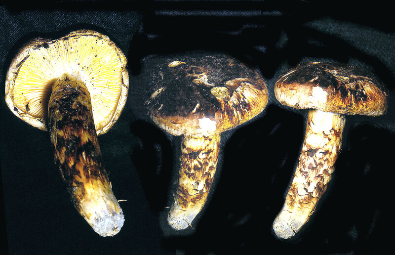 Tricholoma caligatum 1986 10 Toulon trop jaune)