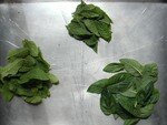 feuilles_de_menthe003