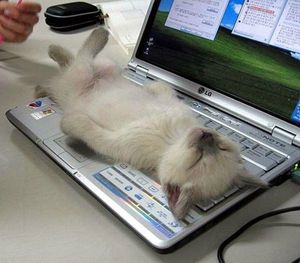 chat-clavier