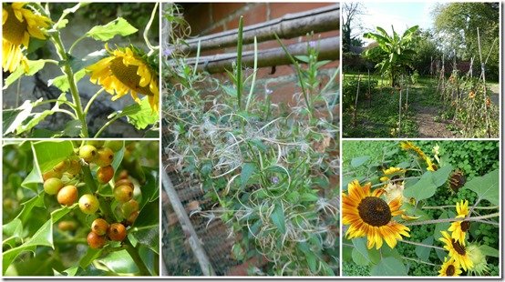 jardin 1er octobre 20233