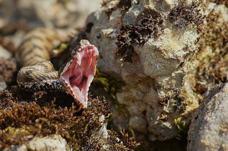 Les dents de la vipere