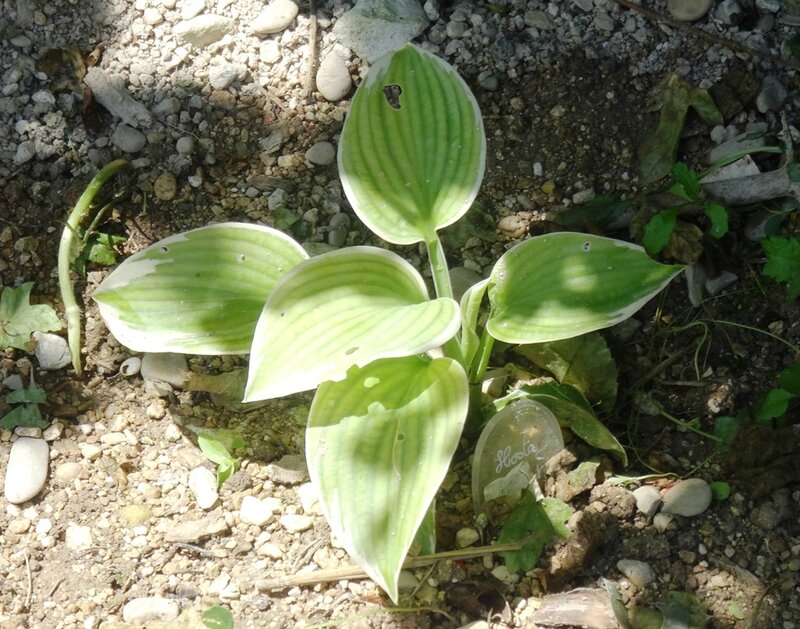 hosta panachee