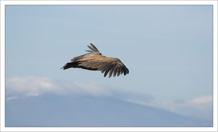 Bardenas_vautour_vol_270310_28