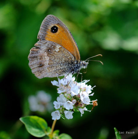 papillon myrtil