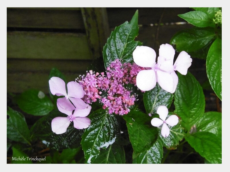 Mes hortensias 120618