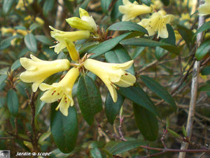 rhododendron