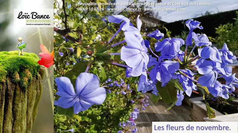 Paysagiste-Landes-Paysagiste-Pays-Basque-conseils-aux-particuliers-Plumbago-Auriculata-Dentelaire-du-Cap