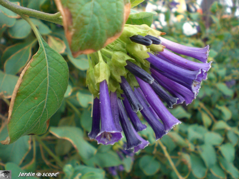 8885-Iochroma-cyanea