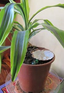 onde dynamiser plantes