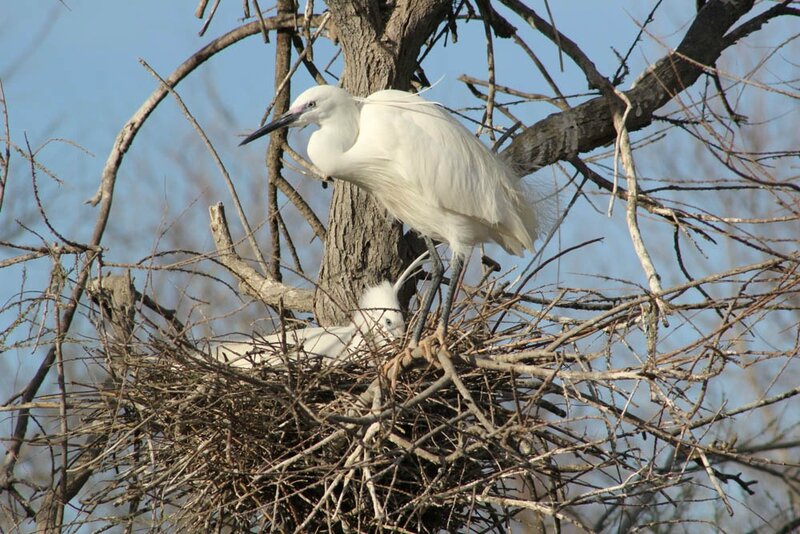 Camargue - Mars 2014 -0447