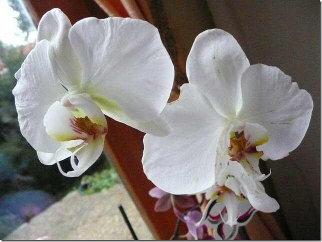 Orchidées   Pot à Biscuits 181