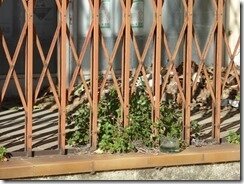 Pézenas (6)