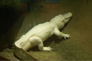 crocodile_blanc